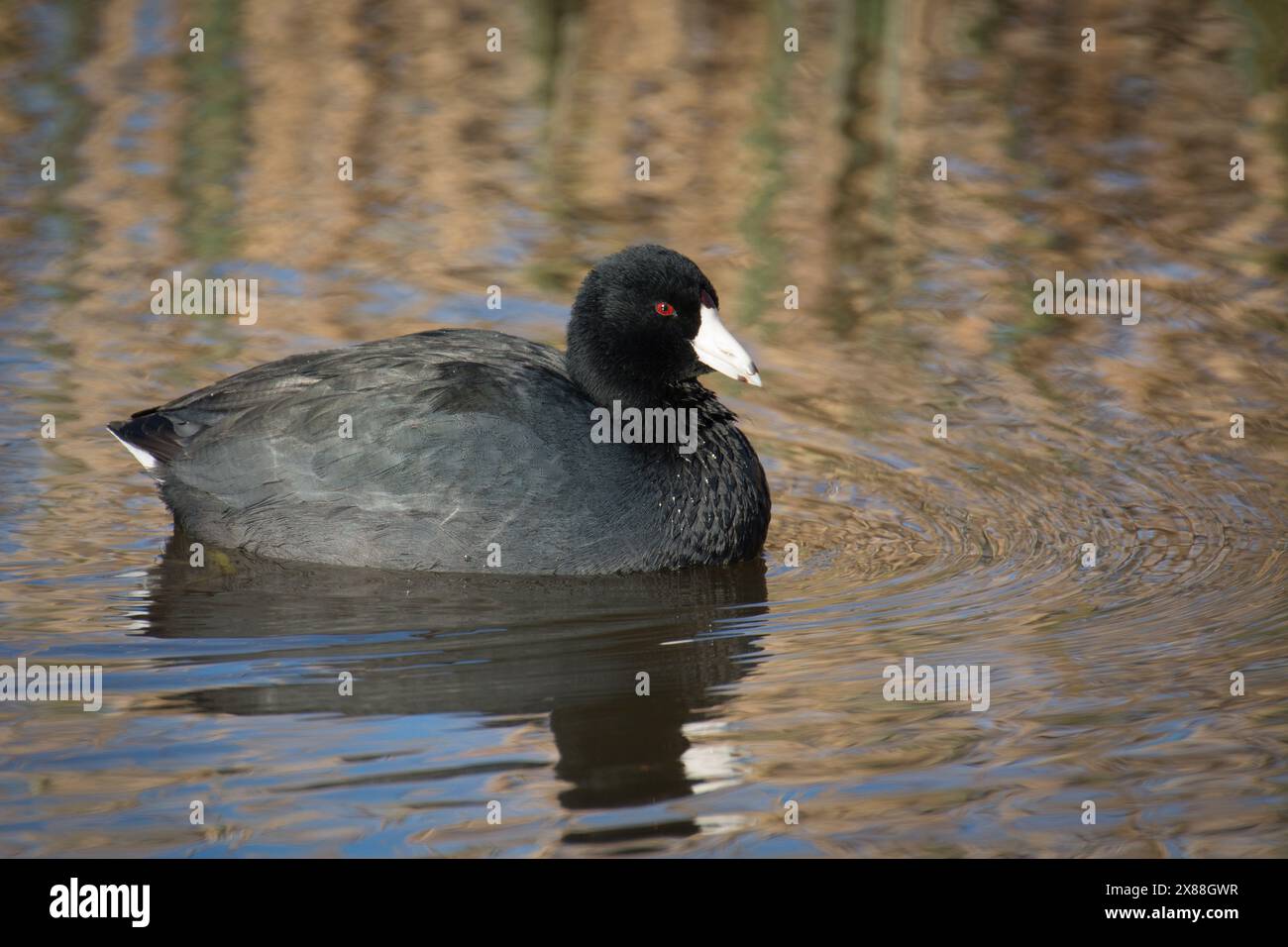 American Coot (Fulica americana), nageant dans un étang de zone humide au Sacramento National Wildlife refuge, Californie. Banque D'Images