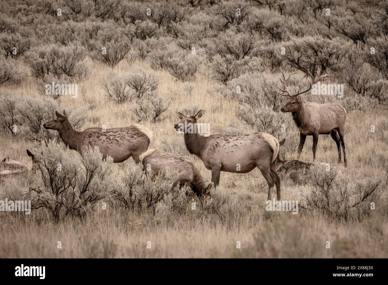 Elk ; parc national de Yellowstone, Wyoming. Banque D'Images