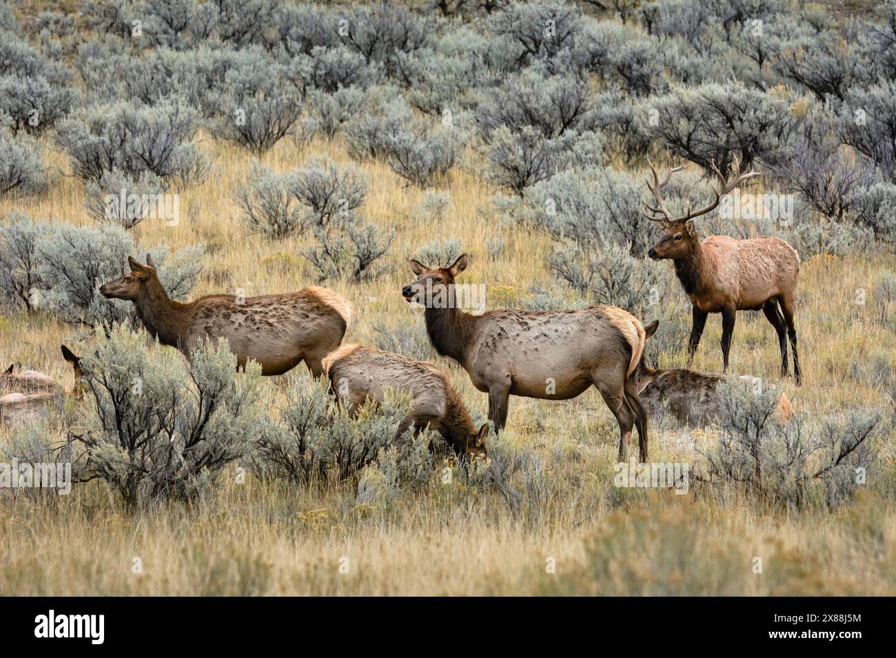 Elk ; parc national de Yellowstone, Wyoming. Banque D'Images