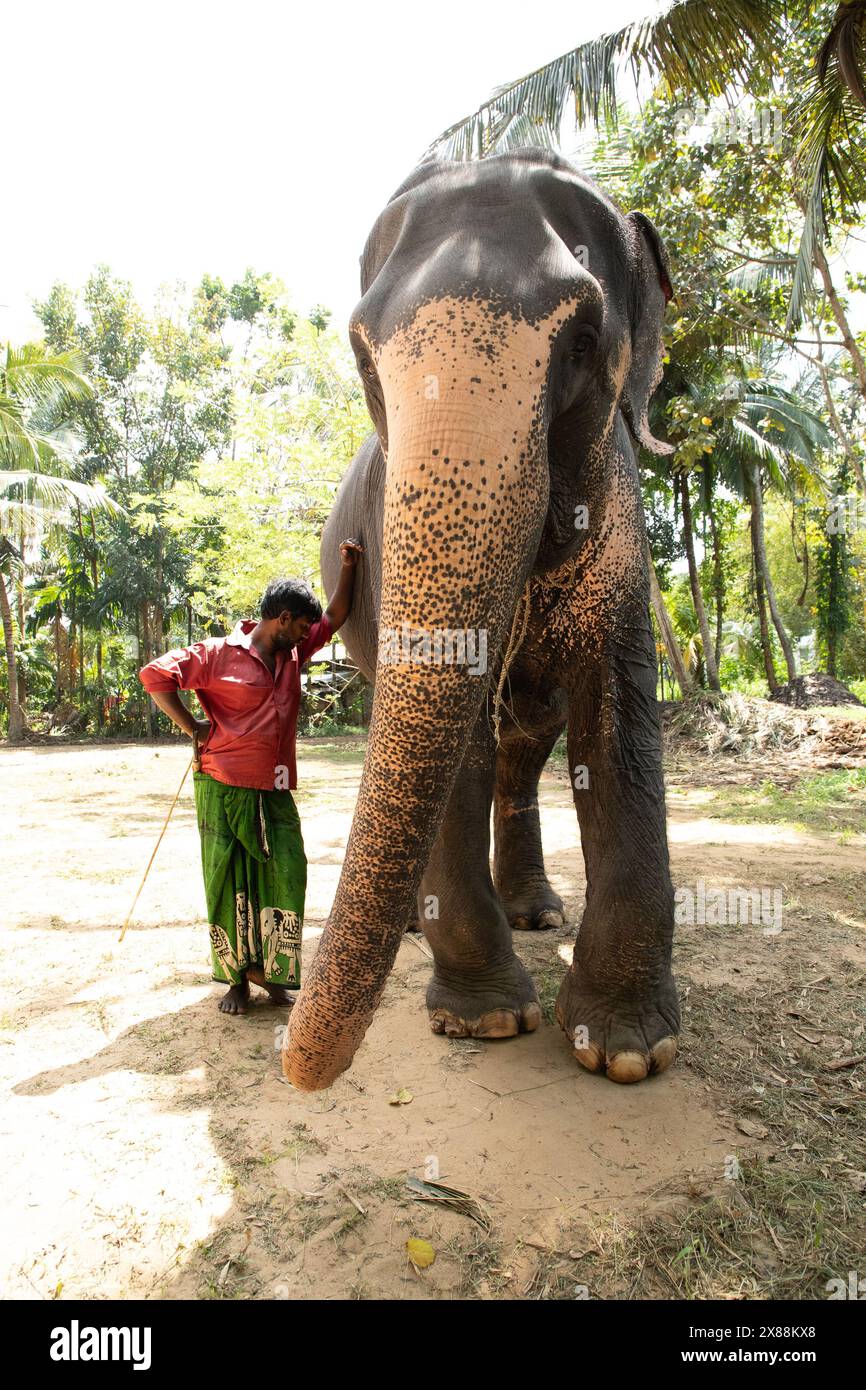 Sri Lanka 10 février 2023. Jeune homme sri-lankais vêtu de vêtements d'été lumineux sourit et se tient près d'un grand palmier sur un chemin de terre à côté de son e Banque D'Images