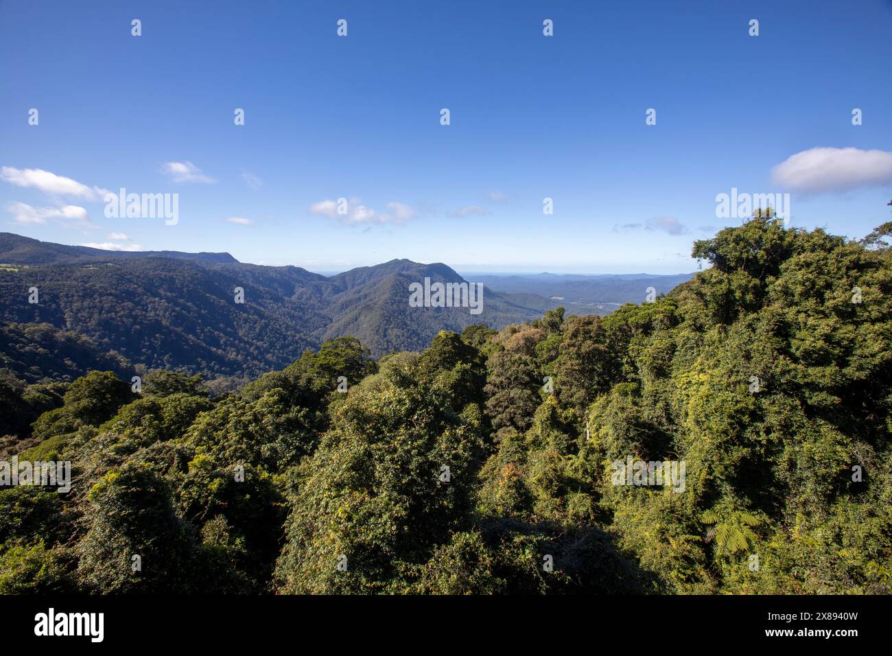 Forêts tropicales du Gondwana en Australie, vue de la forêt tropicale depuis le Skywalk du parc national Dorrigo, Nouvelle-Galles du Sud, Australie Banque D'Images