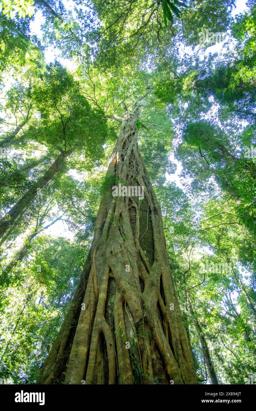 Forêt tropicale du Gondwana dans le parc national de Dorrigo, avec de grands arbres anciens et des vues sur la canopée des arbres, Nouvelle-Galles du Sud, Australie Banque D'Images