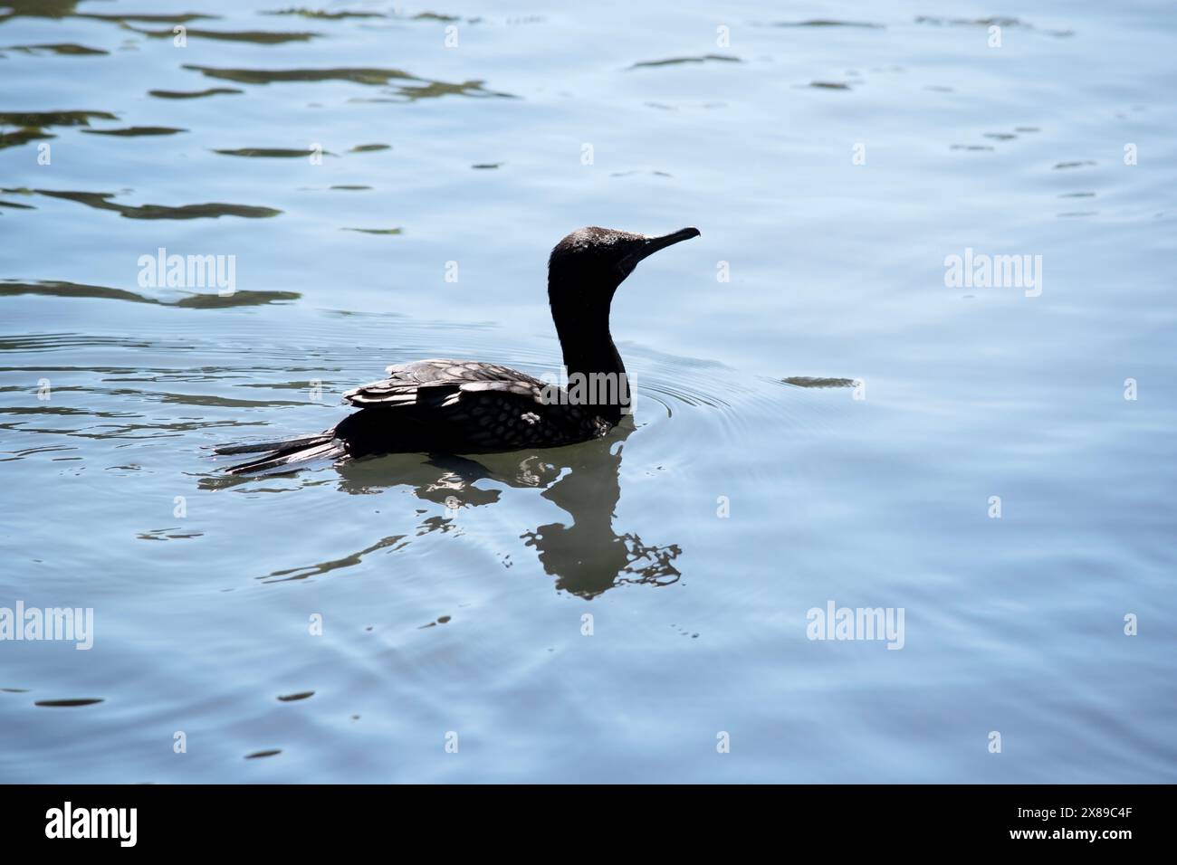 le petit cormoran noir est un oiseau de mer totalement noir Banque D'Images