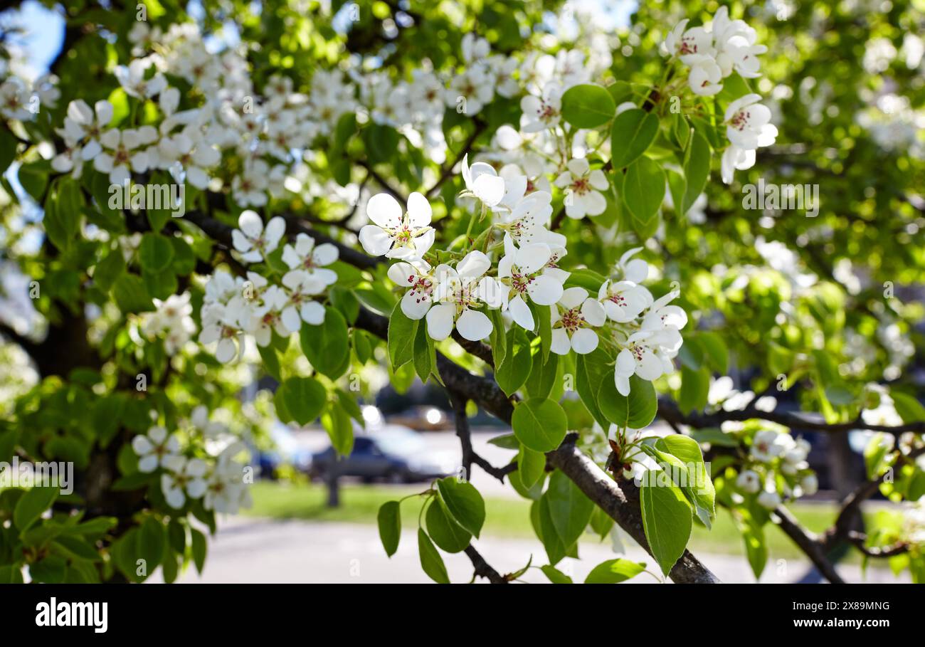 Belle fleur de poire blanche. Poire en fleurs. Image de flou d'arbre en fleurs au printemps Banque D'Images