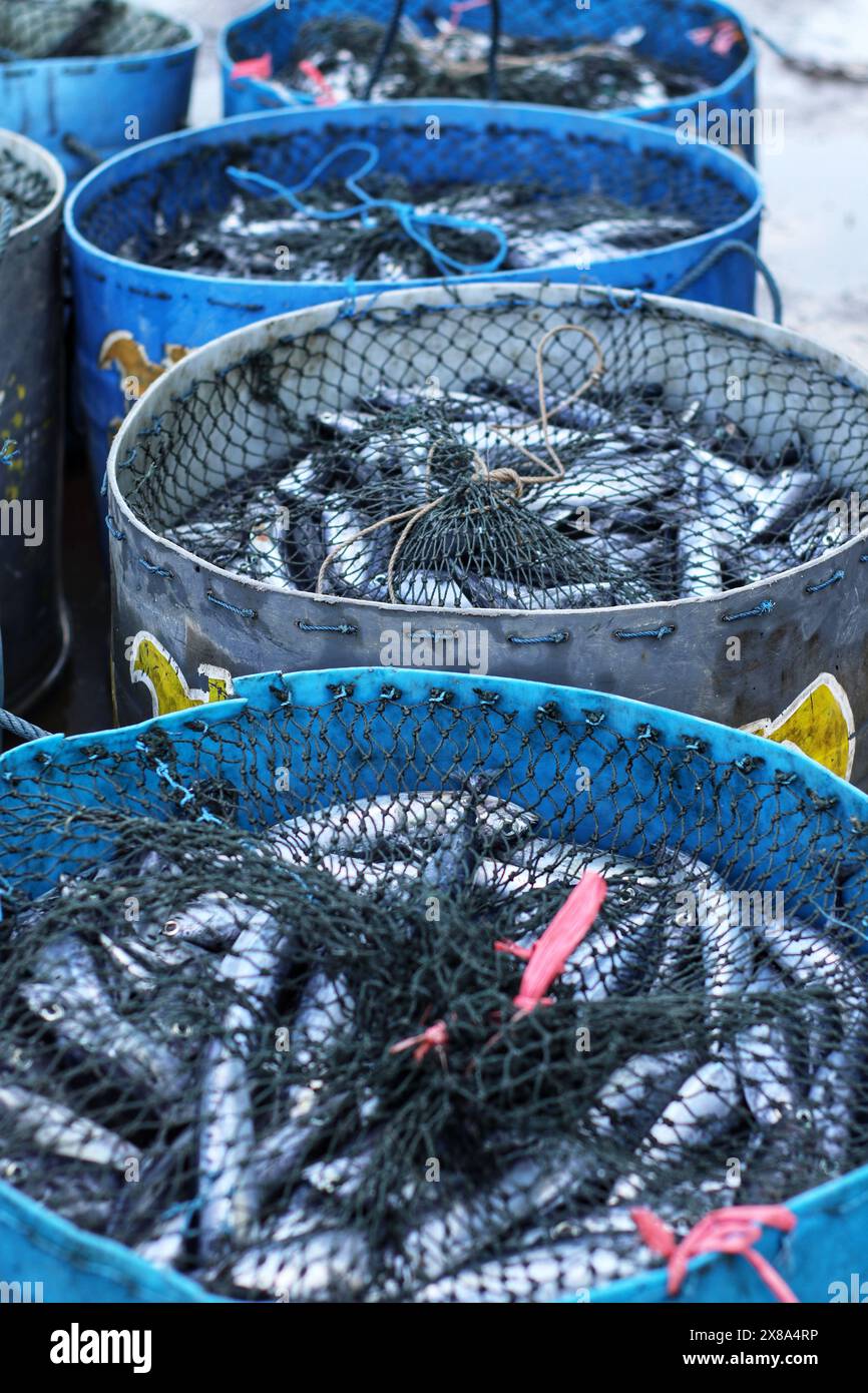 pile de sardines fraîches dans un panier de pêcheur le matin au port Banque D'Images