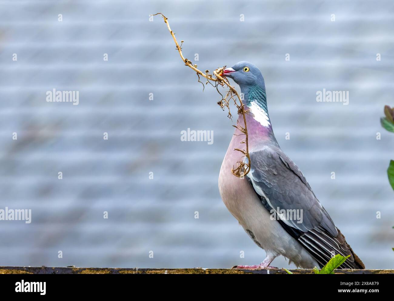 Pigeon avec un gros bâton dans son bec pour construire un nid Banque D'Images