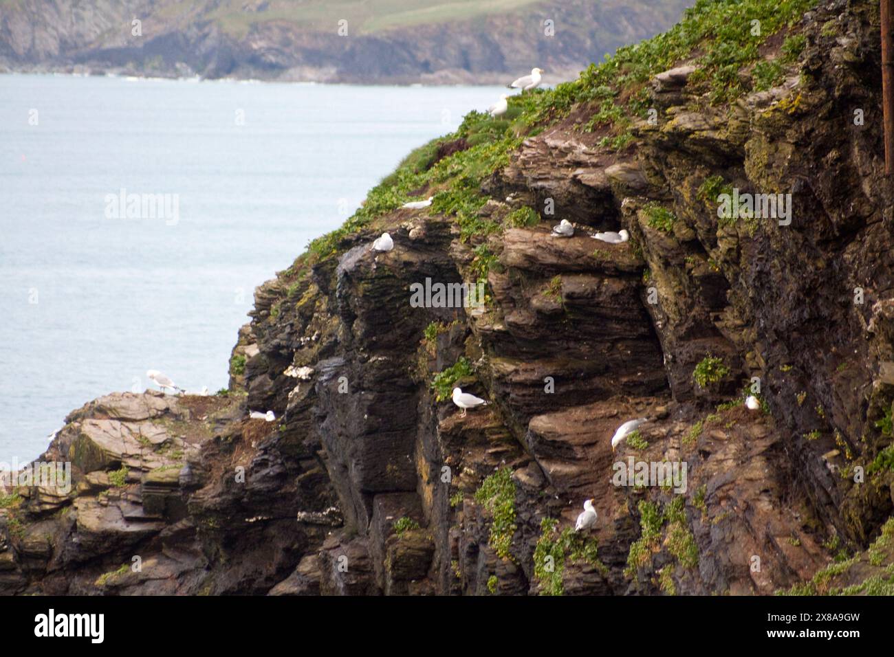 Mouettes sur Cliff face (larus argentatus) Port Issac Cornwall Angleterre royaume-uni Banque D'Images