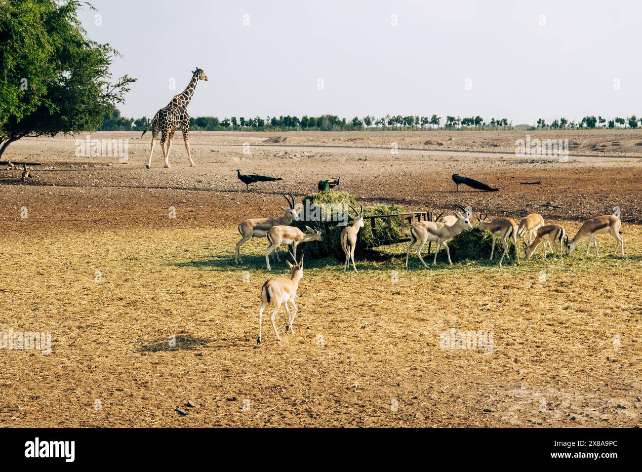 Au cœur de la savane, une faune diversifiée s’unit dans un point d’eau vital, illustrant l’équilibre délicat de la nature. Banque D'Images