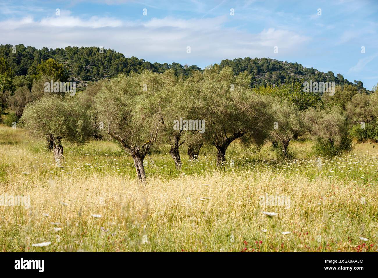 Jeunes oliveraies majorquines dans la chaîne de montagnes Tramuntana, près de Pollensa, Majorque, îles Baléares, Espagne Banque D'Images