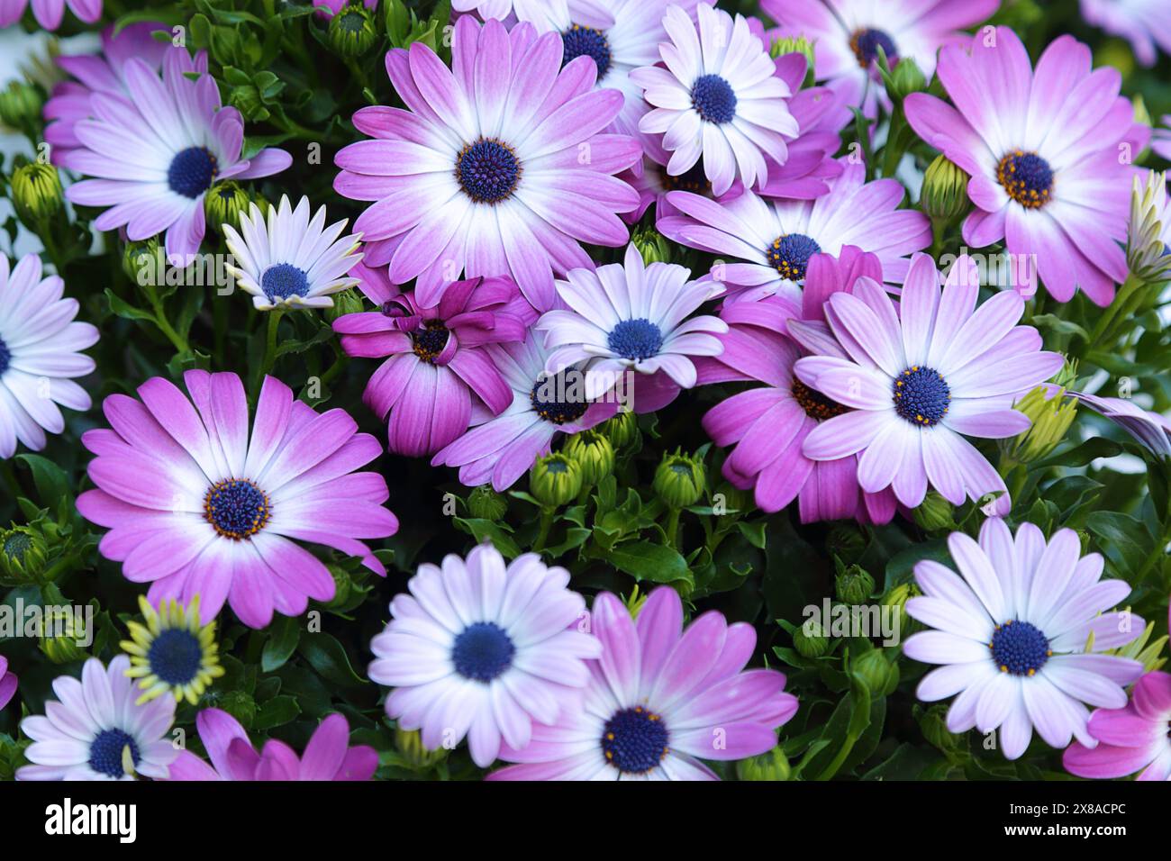 Dimorphothèque ecklonis pourpre dans un jardin Banque D'Images