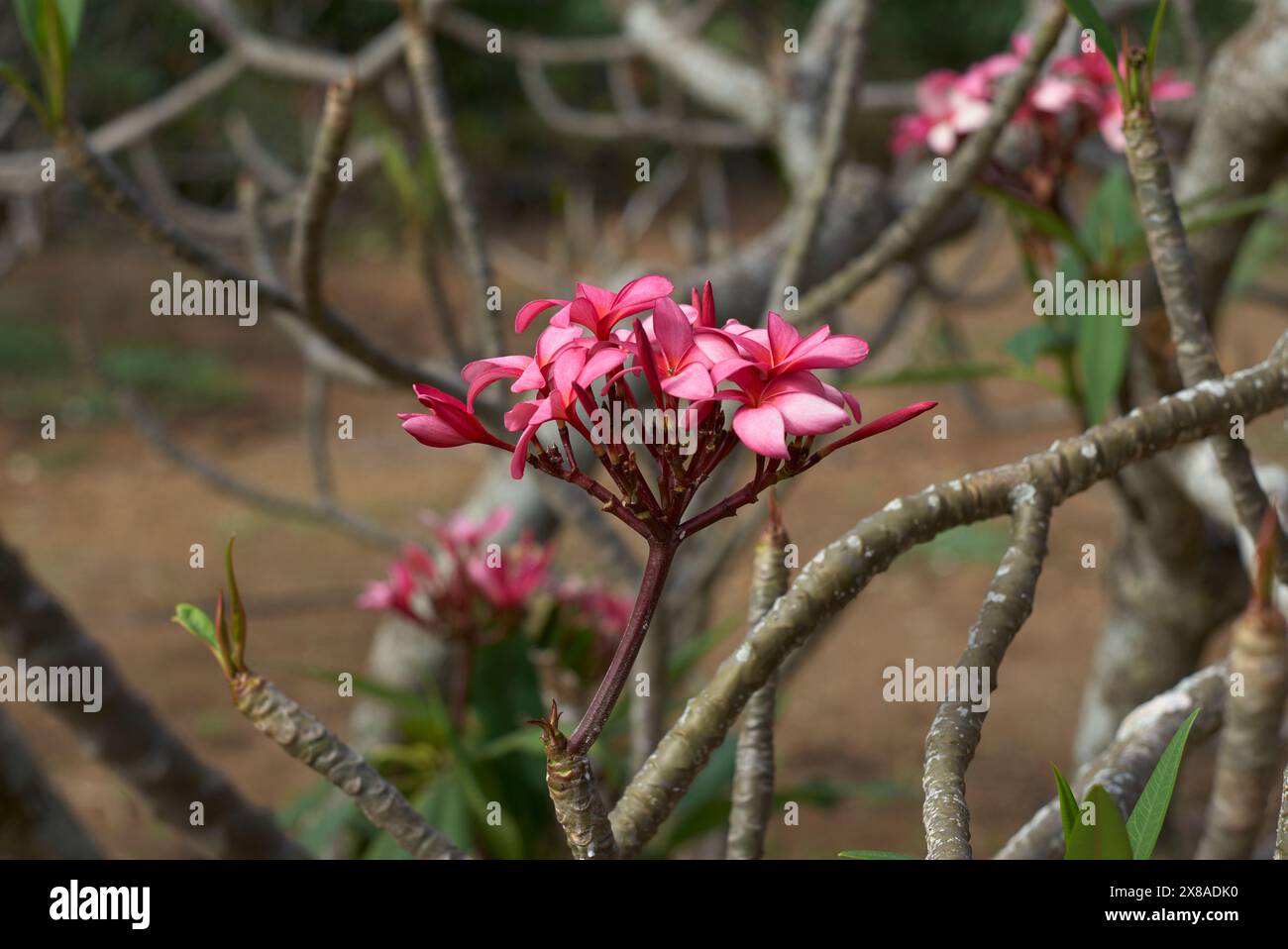 Jardins botaniques de Koko, Hawaï Banque D'Images
