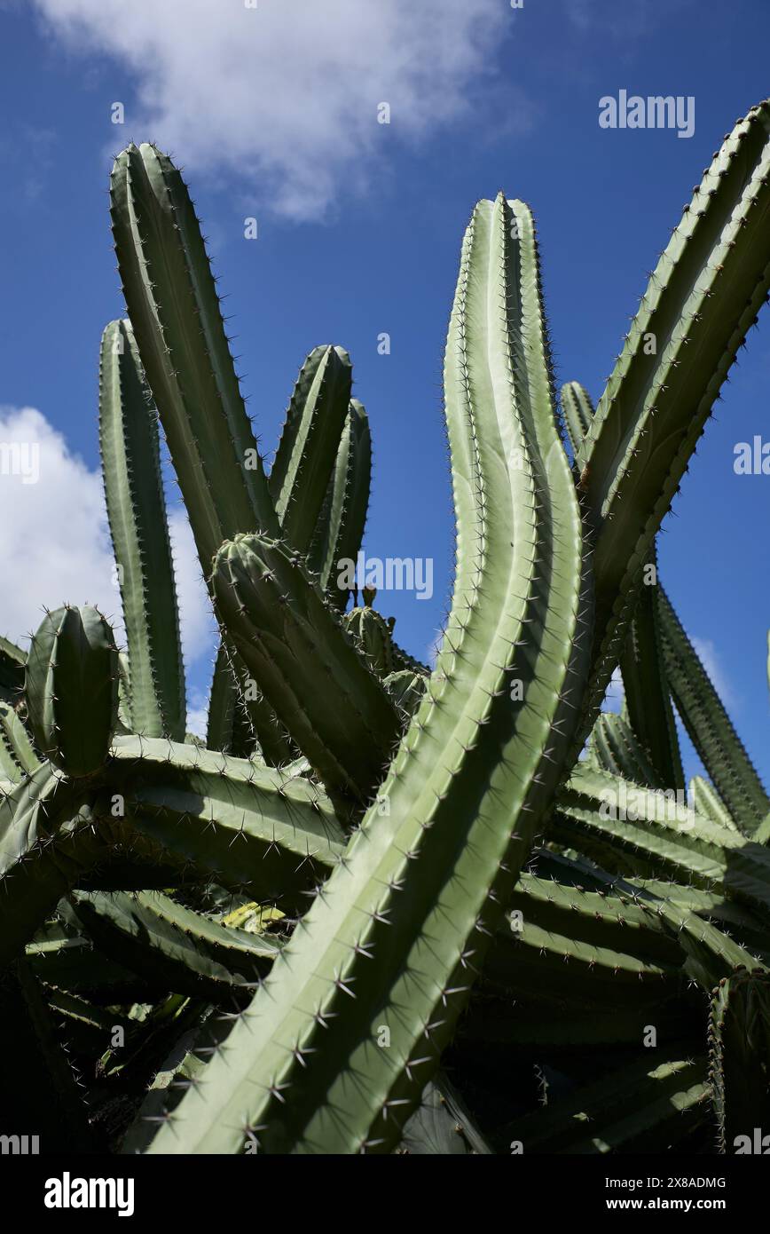Jardins botaniques de Koko, Hawaï Banque D'Images