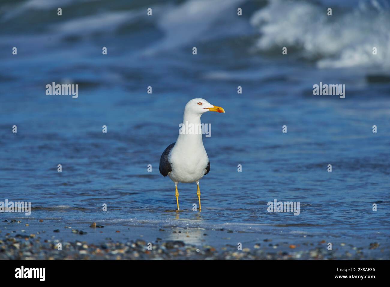 Gros plan du Goéland à pattes jaunes (Larus michahellis) au printemps (avril) sur Helgoland, une petite île du nord de l'Allemagne Banque D'Images