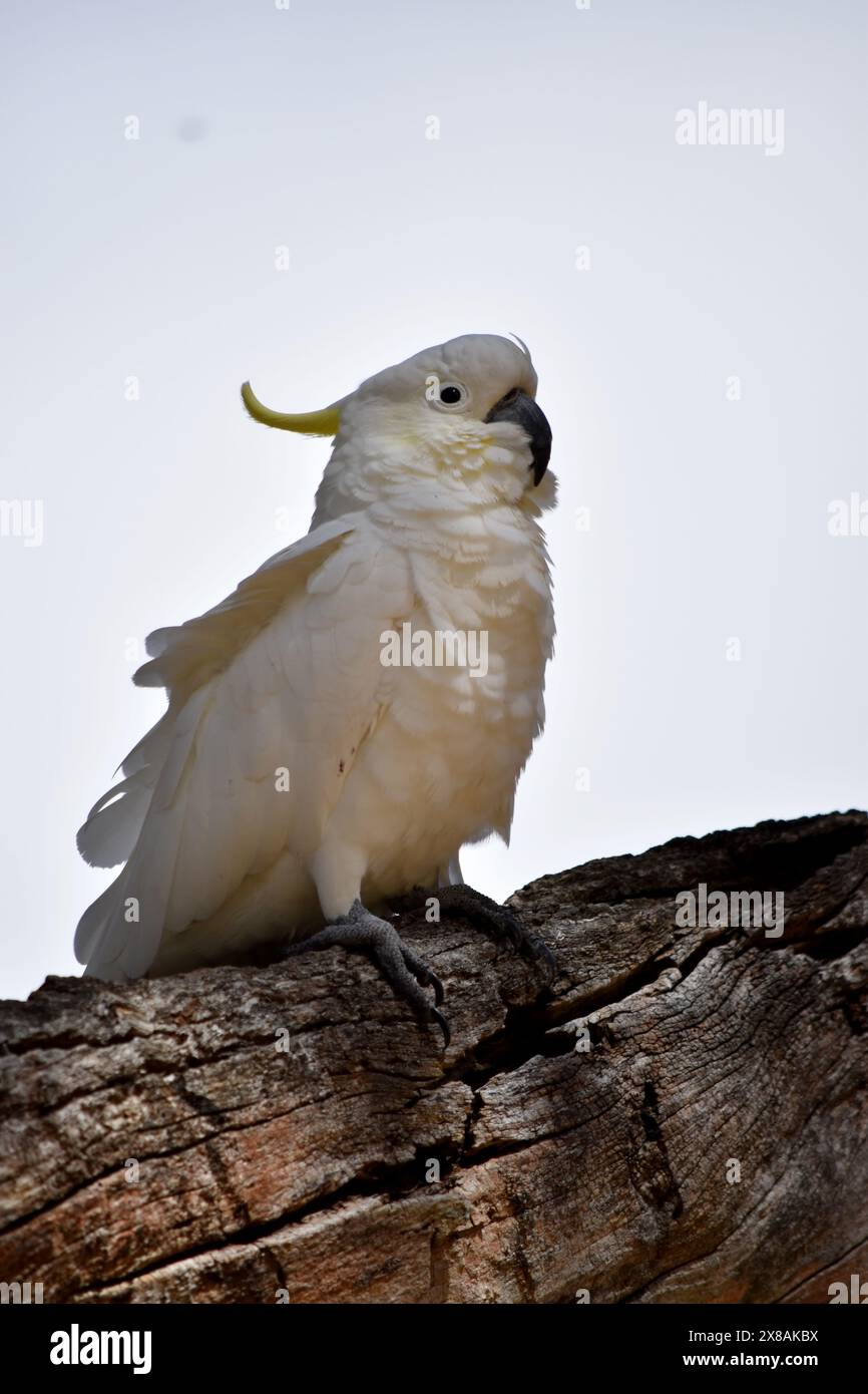 Le cacatoès à crête de soufre est un oiseau blanc avec une crête jaune. Banque D'Images