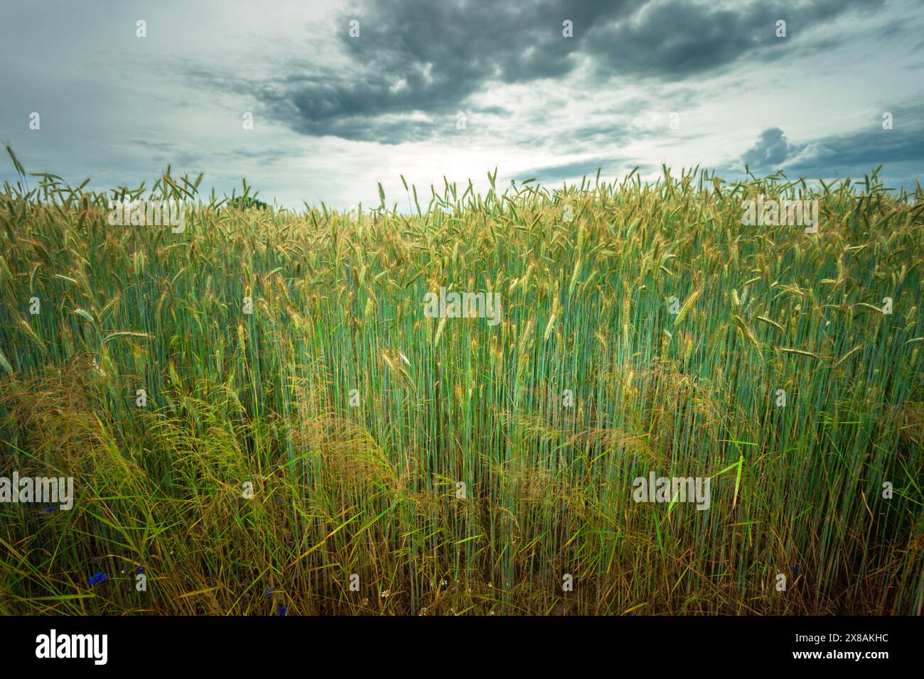 Vue d'un champ de céréales en maturation sur un jour de juin gris nuageux dans l'est de la Pologne Banque D'Images