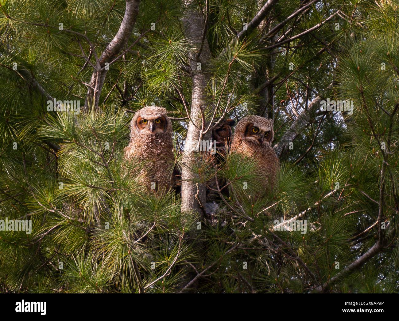 Deux bébés grands owlets à cornes avec adulte dans un nid dans un pin. Banque D'Images