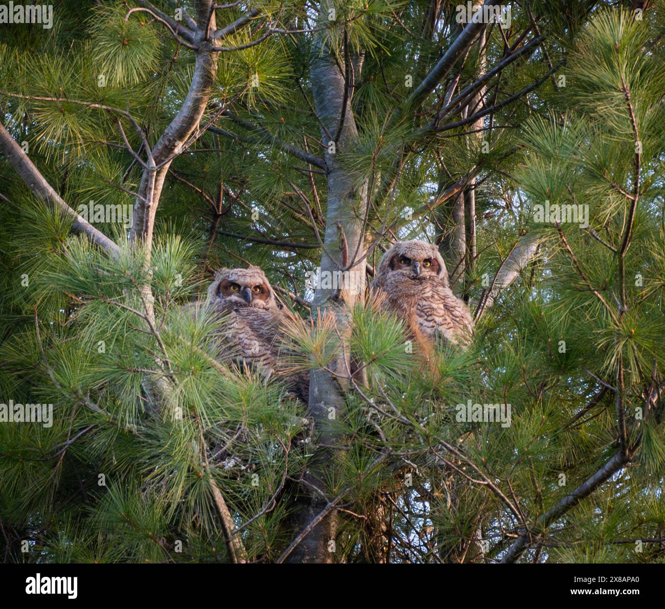 Deux bébés grands owlets à cornes dans un nid dans le pin le jour du printemps. Banque D'Images