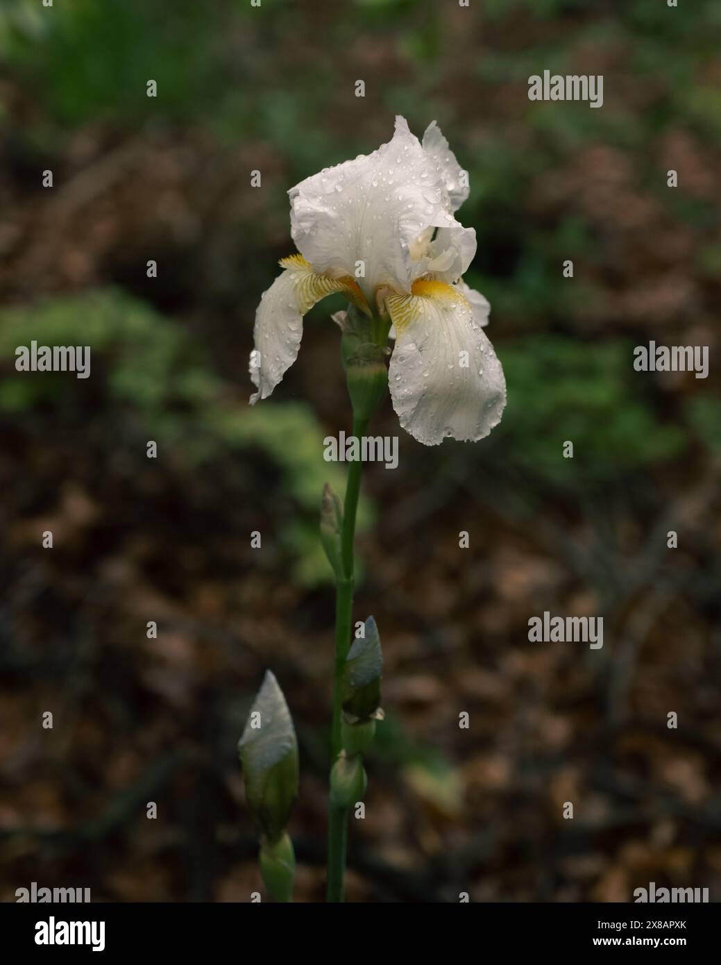 Grand cimetière iris avec des accents jaunes et des gouttes de pluie Banque D'Images