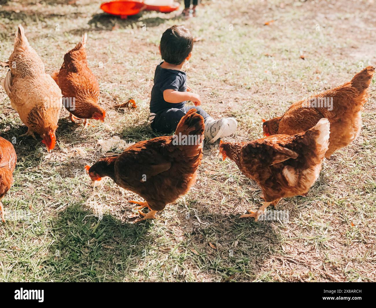 Enfant en bas âge assis sur l'herbe entouré de poulets picotant au g Banque D'Images