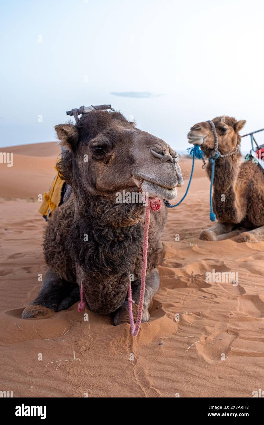 Deux chameaux posent pour une photo tout en se reposant dans le sable. Banque D'Images Deux chameaux posent pour une photo tout en se reposant dans le sable. Banque D'Images