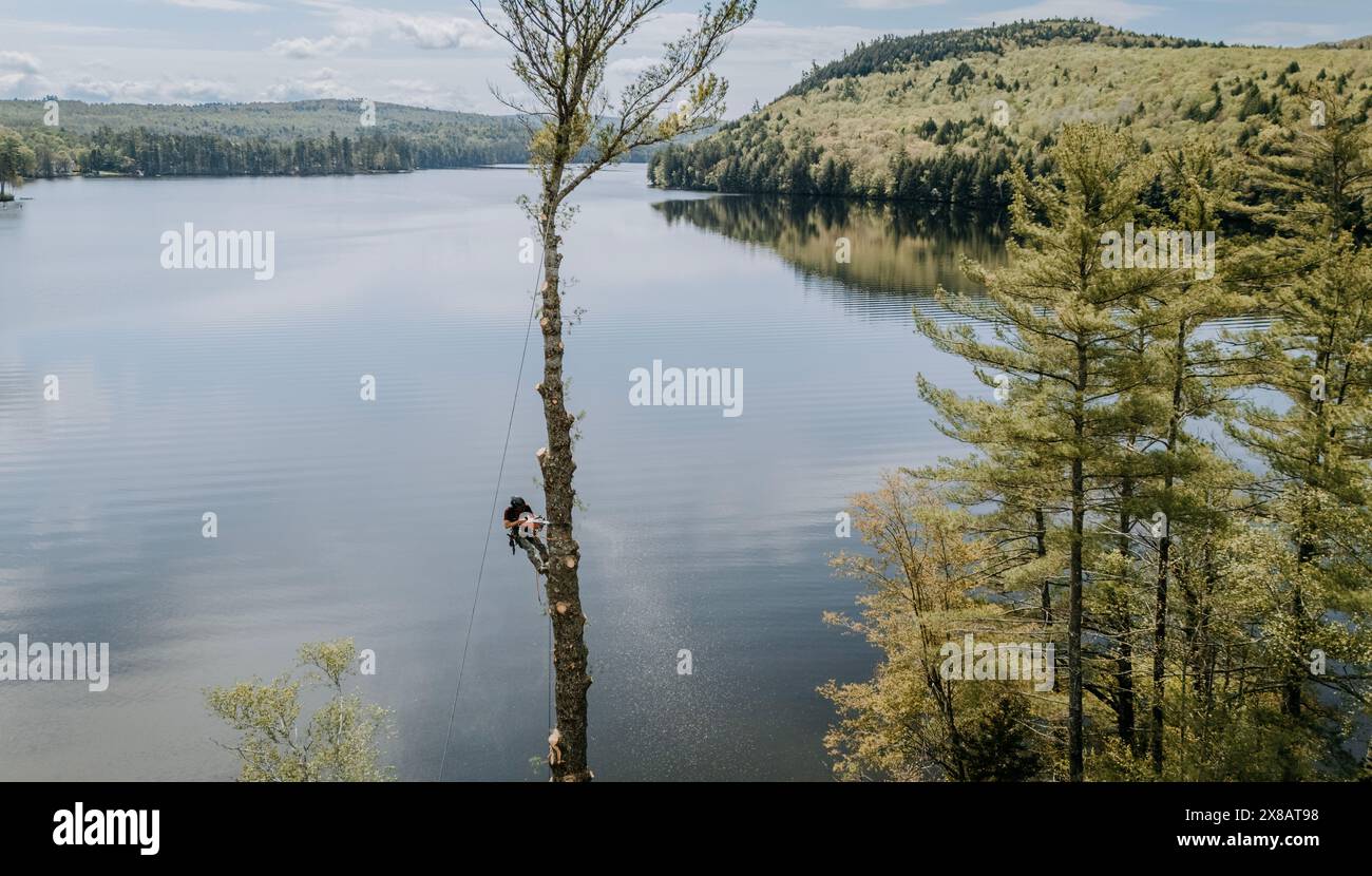 Bûcheron coupant à travers l'arbre tout en accrochant dans les airs, Maine Banque D'Images