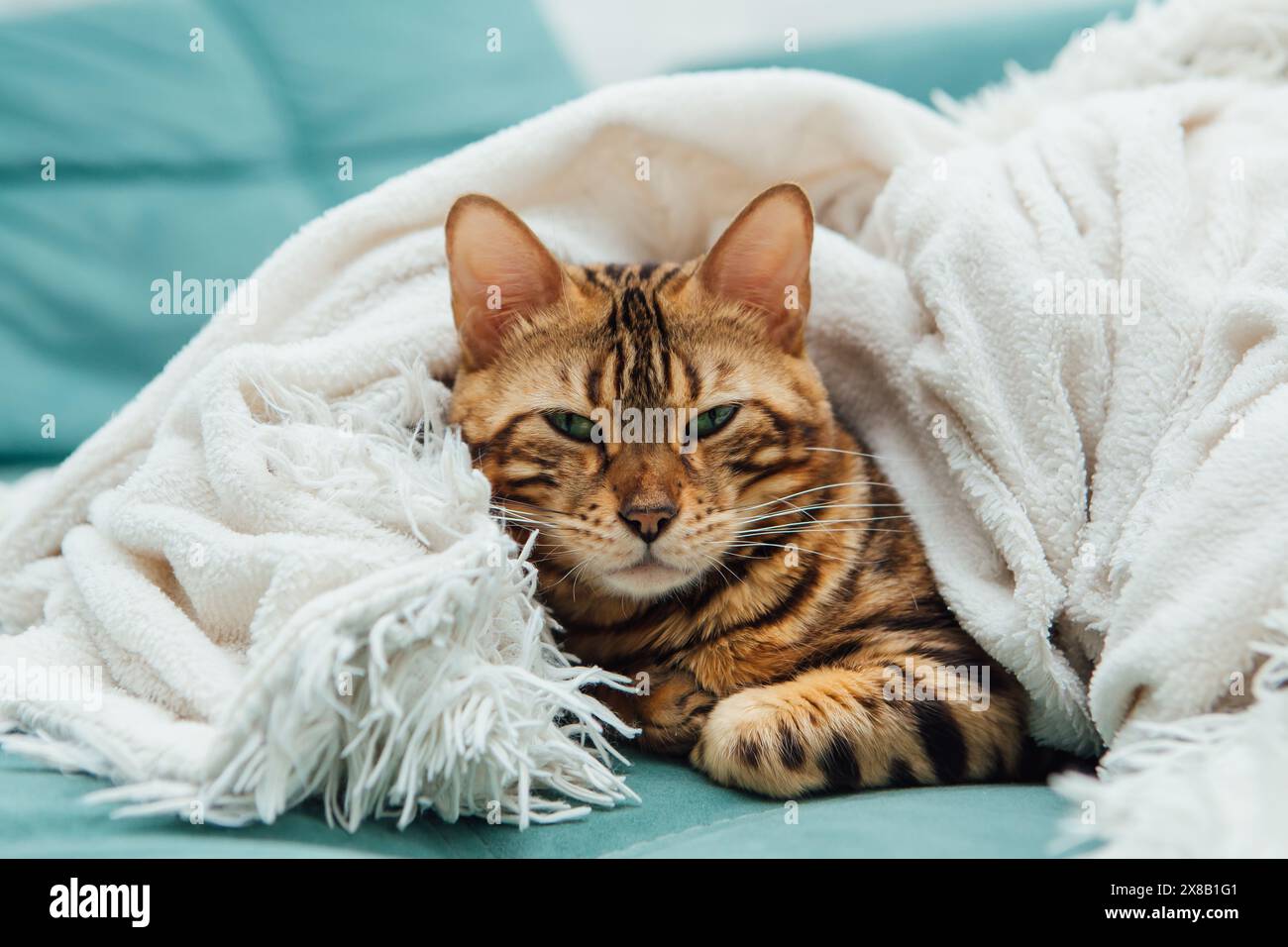 Chat Kitty du Bengal couché sous la couverture blanche de la fureur à l'intérieur Banque D'Images