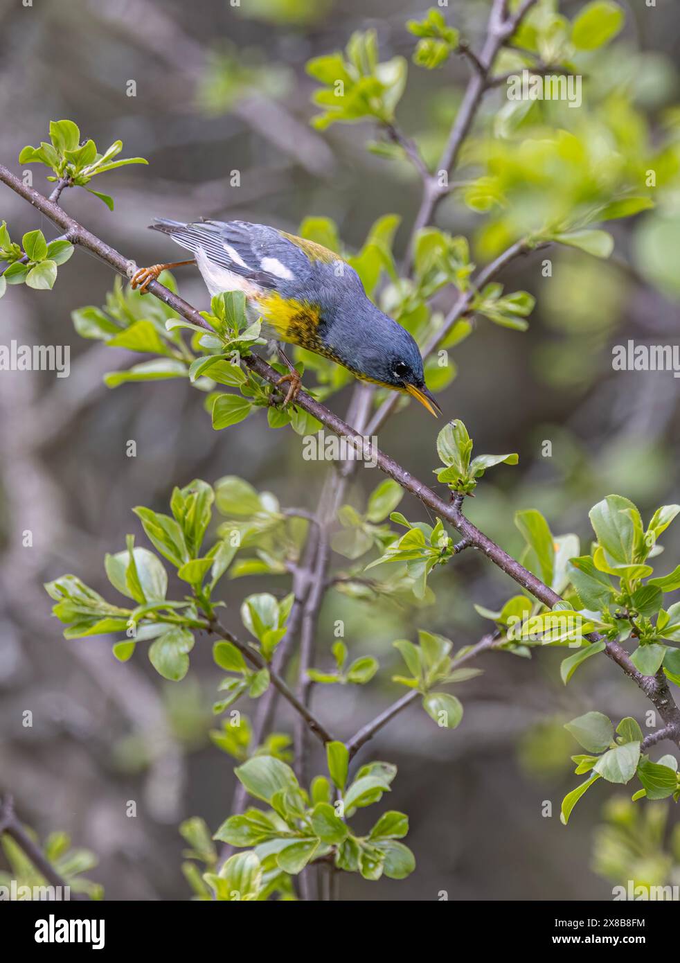Parula du Nord perchée sur la branche à la recherche d'insectes au printemps à Ottawa, Canada Banque D'Images