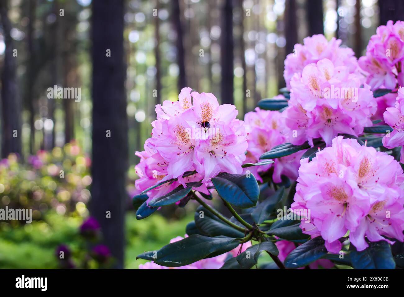 Fleurs roses de l'espace copie rhododendron sibérien. Banque D'Images
