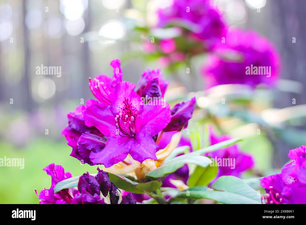 Fleurs roses de l'espace copie rhododendron sibérien. Banque D'Images