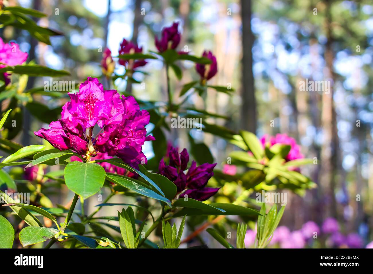 Fleurs roses de l'espace copie rhododendron sibérien. Banque D'Images