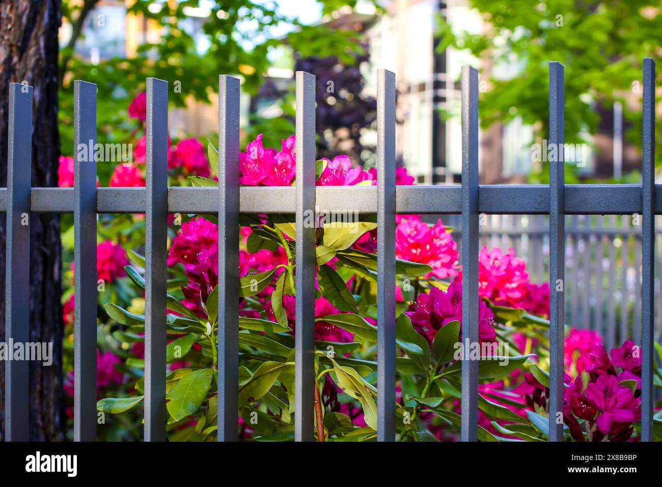 Fleurs roses de l'espace copie rhododendron sibérien. Banque D'Images