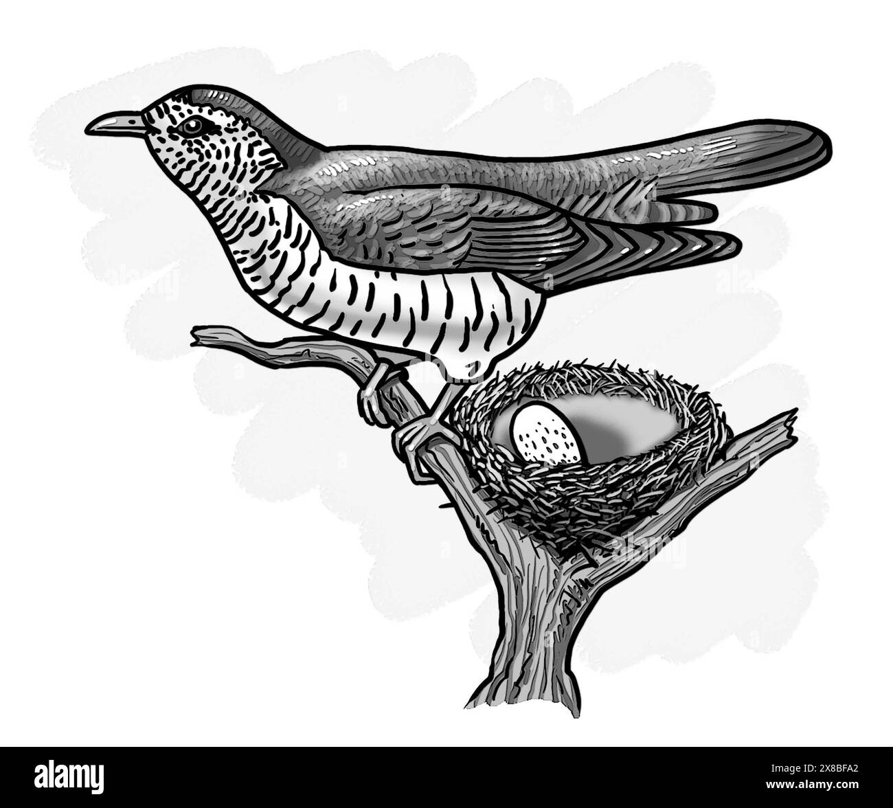 Coucou en bronze brillant (Chrysococcyx lucidus), migrateur d'été en Nouvelle-Zélande où il est appelé pīpīwharauroa piwharauroa Australasia & Melanesia Banque D'Images