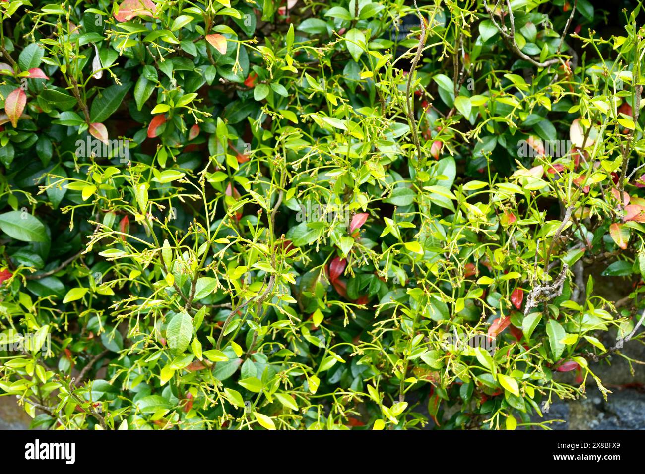 Jasmin asiatique, Trachelospermum asiaticum. Une plante grimpante de taille moyenne. Banque D'Images