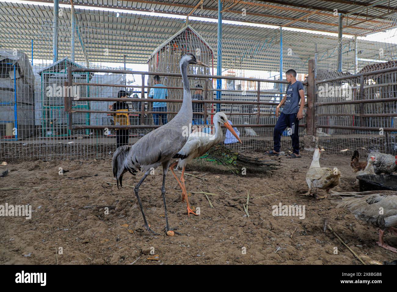 Gaza. 23 mai 2024. Cette photo prise le 23 mai 2024 montre des oiseaux évacués du zoo de Rafah dans une pépinière dans la ville de Khan Younis, dans le sud de la bande de Gaza. Ces animaux ont été évacués en raison du conflit israélo-palestinien en cours. Crédit : Rizek Abdeljawad/Xinhua/Alamy Live News Banque D'Images