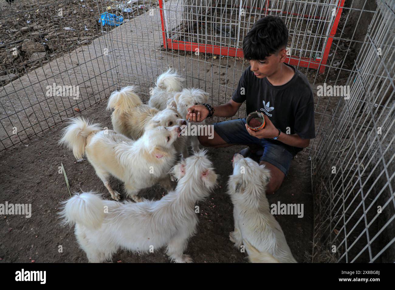 Gaza. 23 mai 2024. Un garçon assiste à des chiens évacués du zoo de Rafah dans une pépinière de la ville de Khan Younis, dans le sud de la bande de Gaza, le 23 mai 2024. Ces animaux ont été évacués en raison du conflit israélo-palestinien en cours. Crédit : Rizek Abdeljawad/Xinhua/Alamy Live News Banque D'Images
