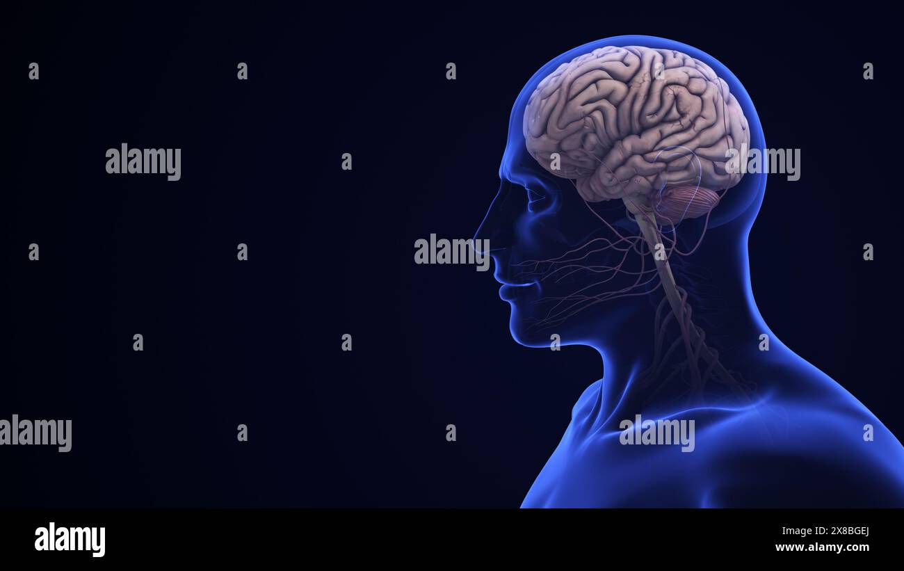 Anatomie cérébrale humaine avec cervelet mis en évidence Banque D'Images