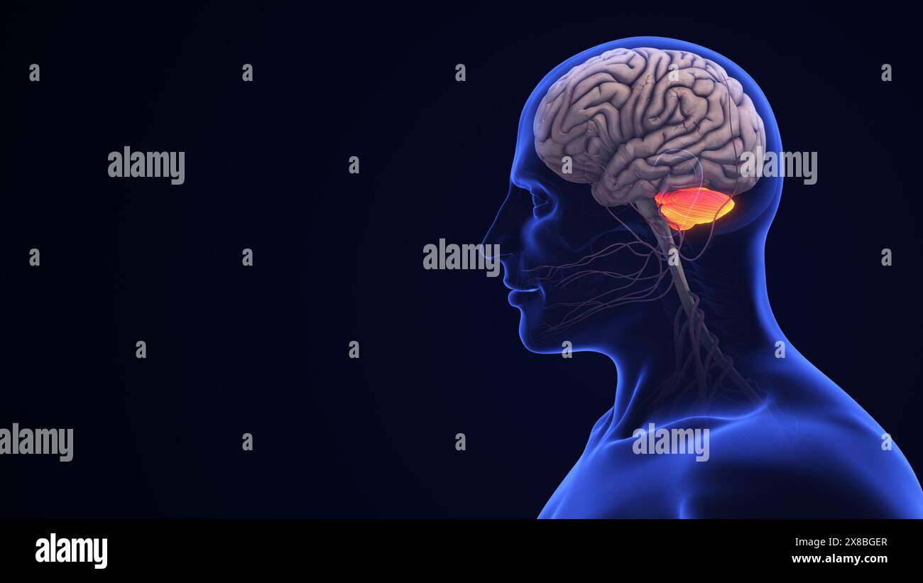 Anatomie cérébrale humaine avec cervelet mis en évidence Banque D'Images