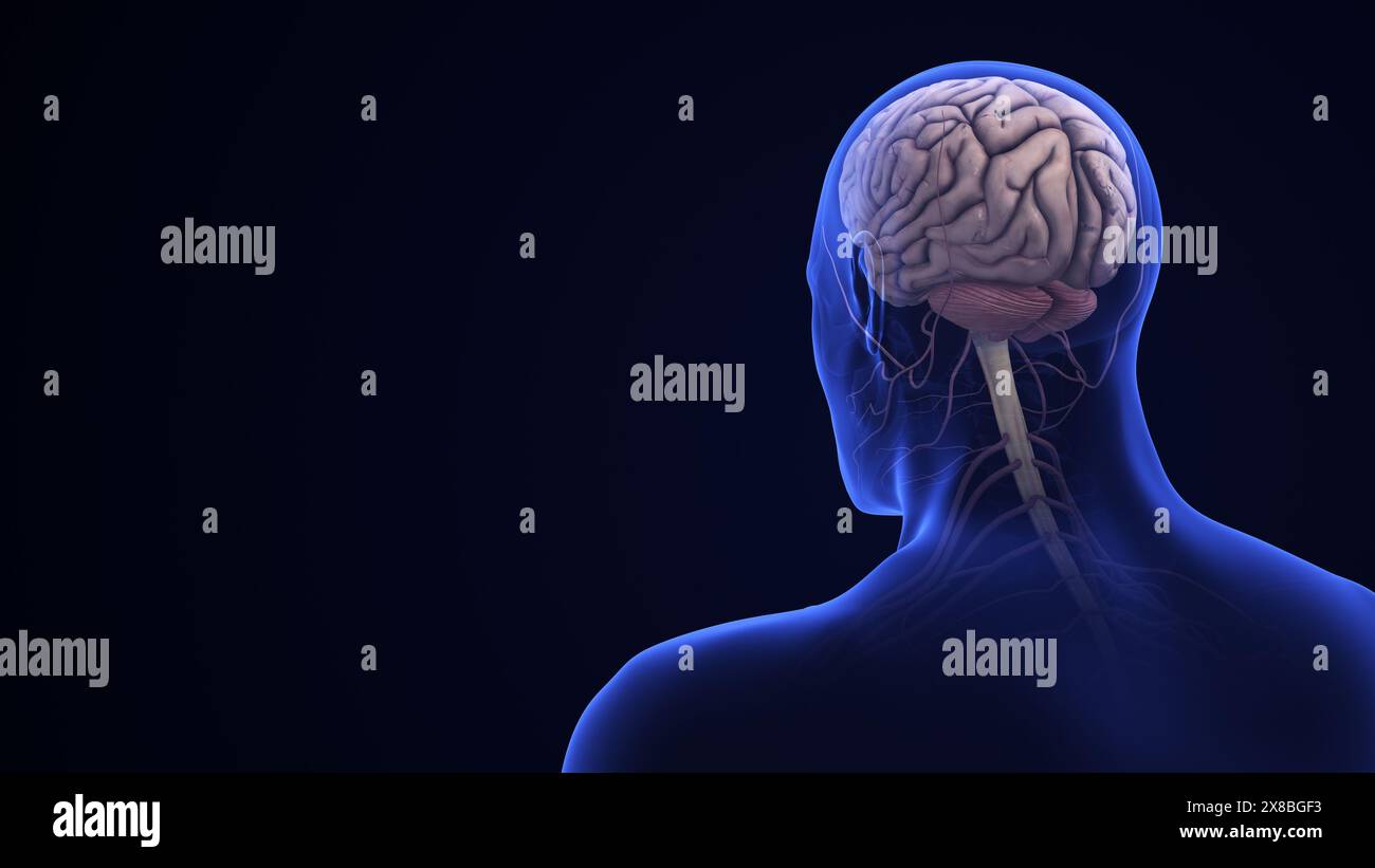 Anatomie cérébrale humaine avec cervelet mis en évidence Banque D'Images