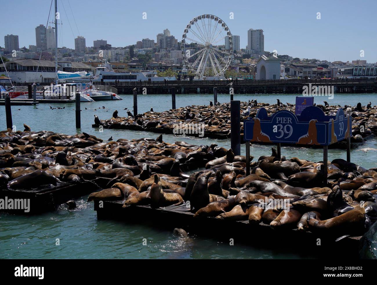 San Francisco, États-Unis. 23 mai 2024. Les lions de mer prennent le soleil sur des radeaux au Pier 39 à San Francisco, Californie, États-Unis, le 23 mai 2024. Crédit : Li Jianguo/Xinhua/Alamy Live News Banque D'Images