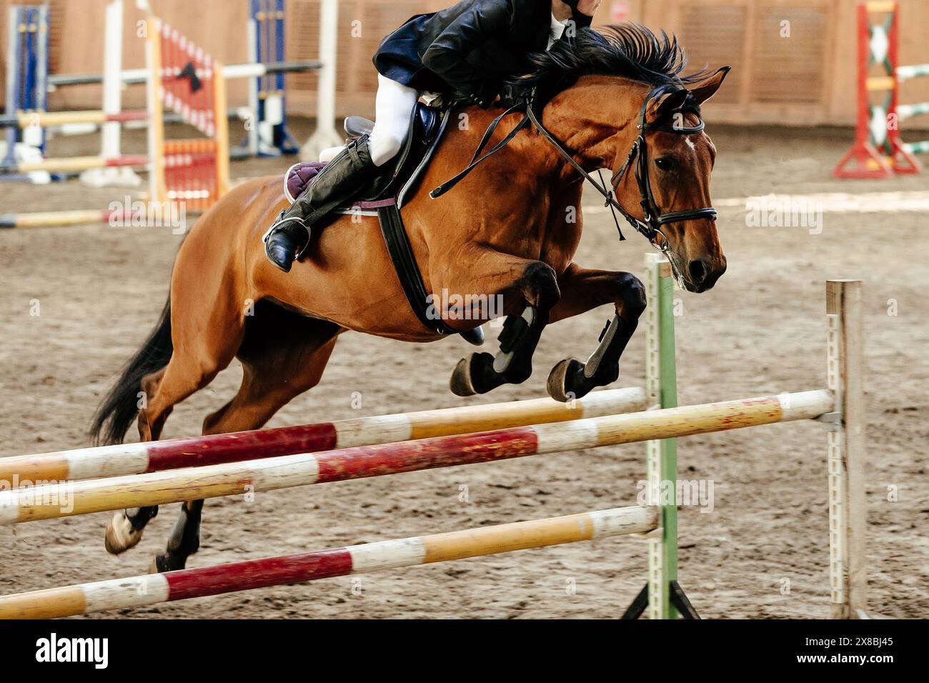 montrer la course de saut cheval brun sautant par-dessus les obstacles Banque D'Images