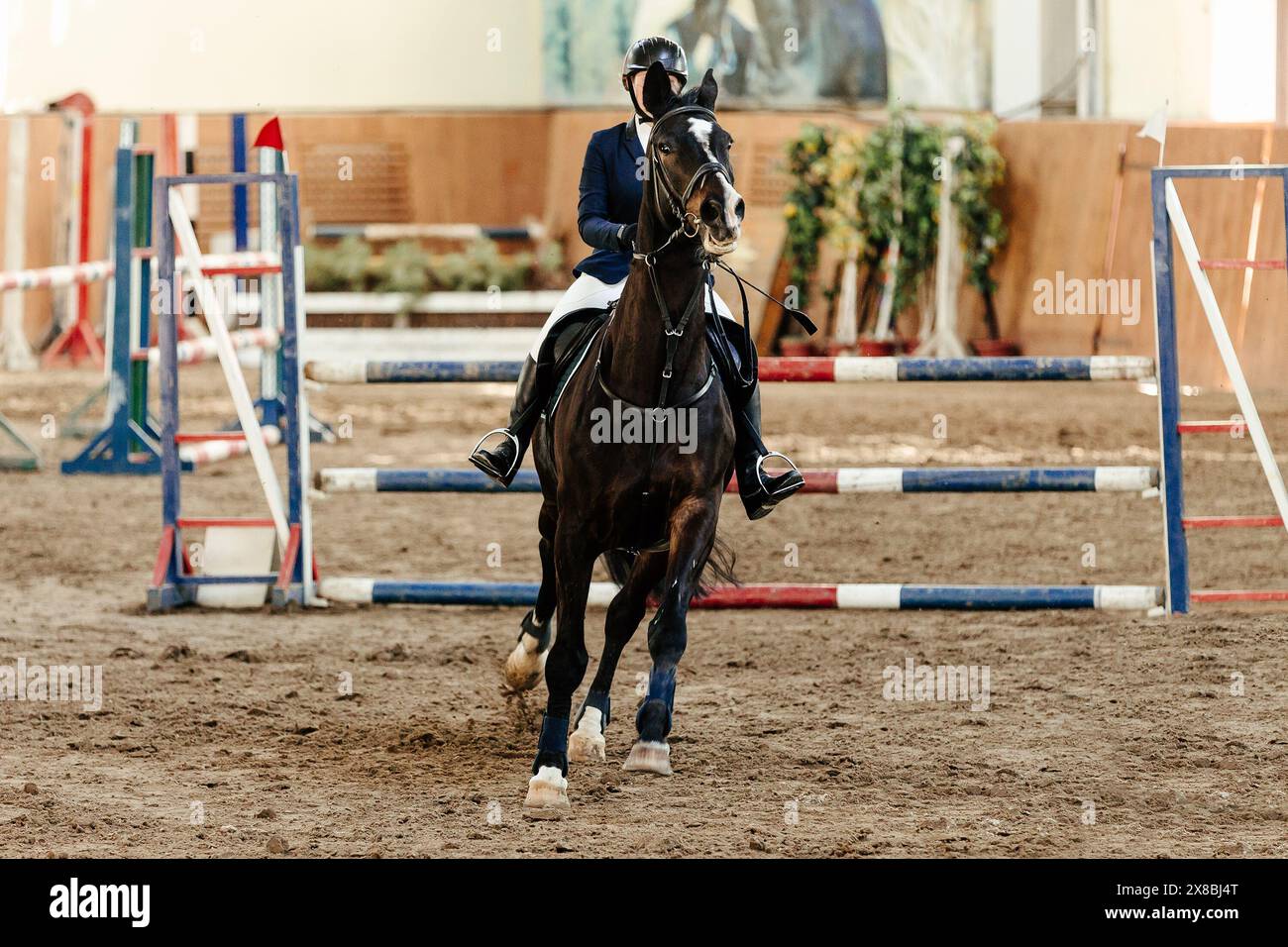 cavalier de femme sur le cheval de baie de sang dans la compétition de saut d'obstacles Banque D'Images