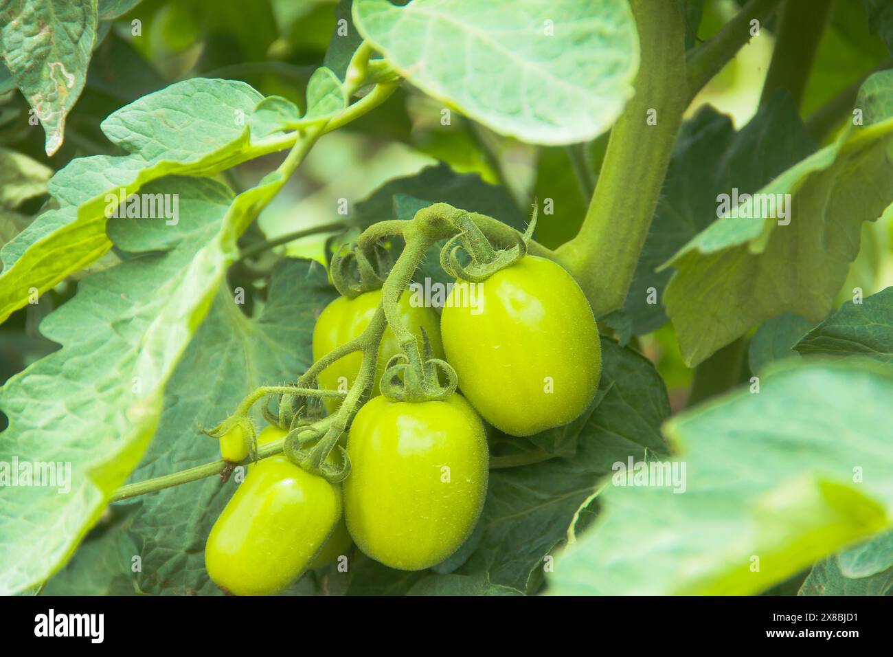 La tomate immature est vert jaunâtre sur une ferme dans les hautes terres du nord de Sumatra Banque D'Images La tomate immature est vert jaunâtre sur une ferme dans les hautes terres du nord de Sumatra Banque D'Images