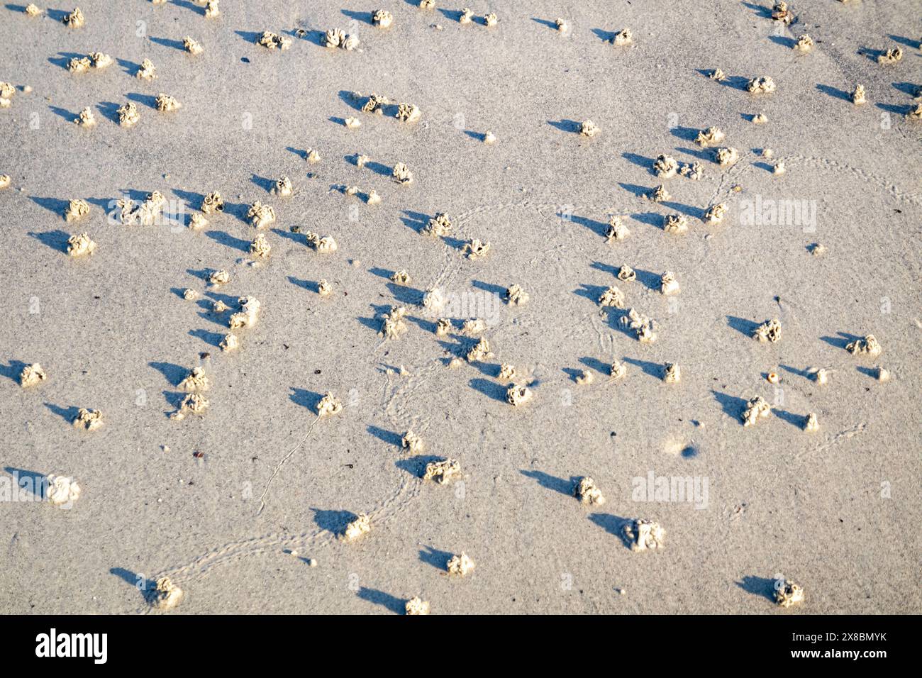 Souffler le lugworm poo sur la côte ouest de l'Irlande - Arenicola Marina. Banque D'Images