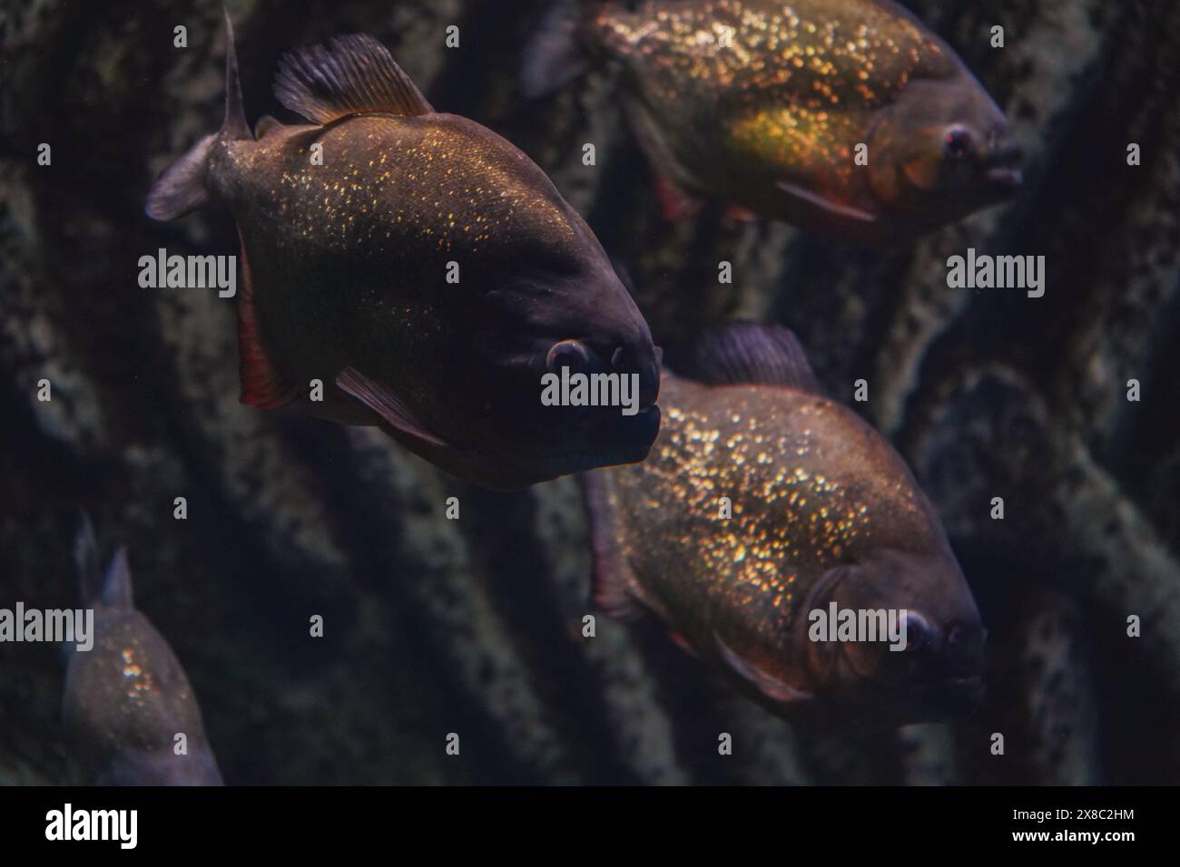 Un troupeau de piranhas. Piranha à ventre rouge. Les poissons qui mangent de la viande représentent un danger. Gros plan, mise au point sélective. Menaçant la vie Banque D'Images