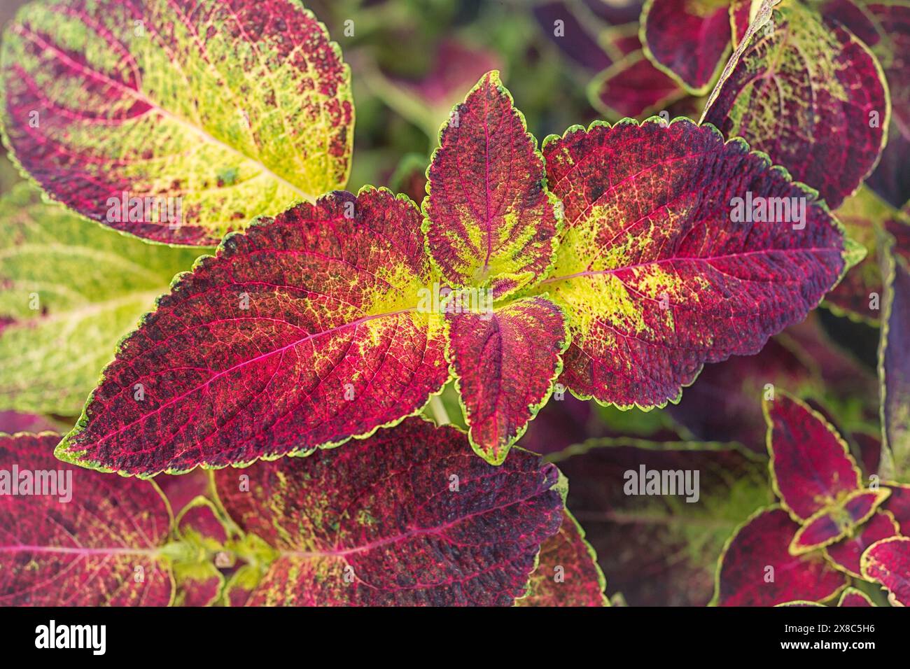 Solenostemon (= Coleus) scutellarioides série Wizard, Lamiaceae. Herbe vivace, plante ornementale. Feuilles colorées ornementales. composition de feuilles Banque D'Images