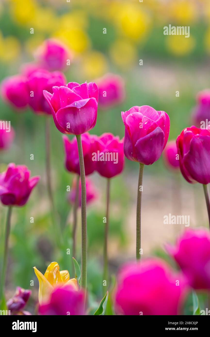 De belles tulipes roses fleurissent dans le jardin de printemps. Mise au point sélective Banque D'Images