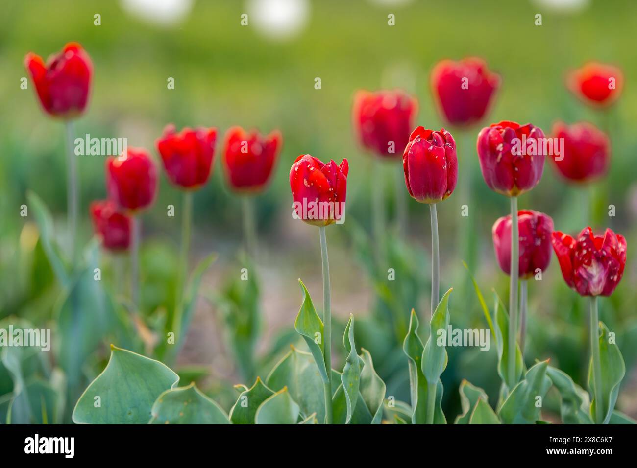 Belles tulipes rouges sur un champ de floraison au printemps. Mise au point sélective Banque D'Images