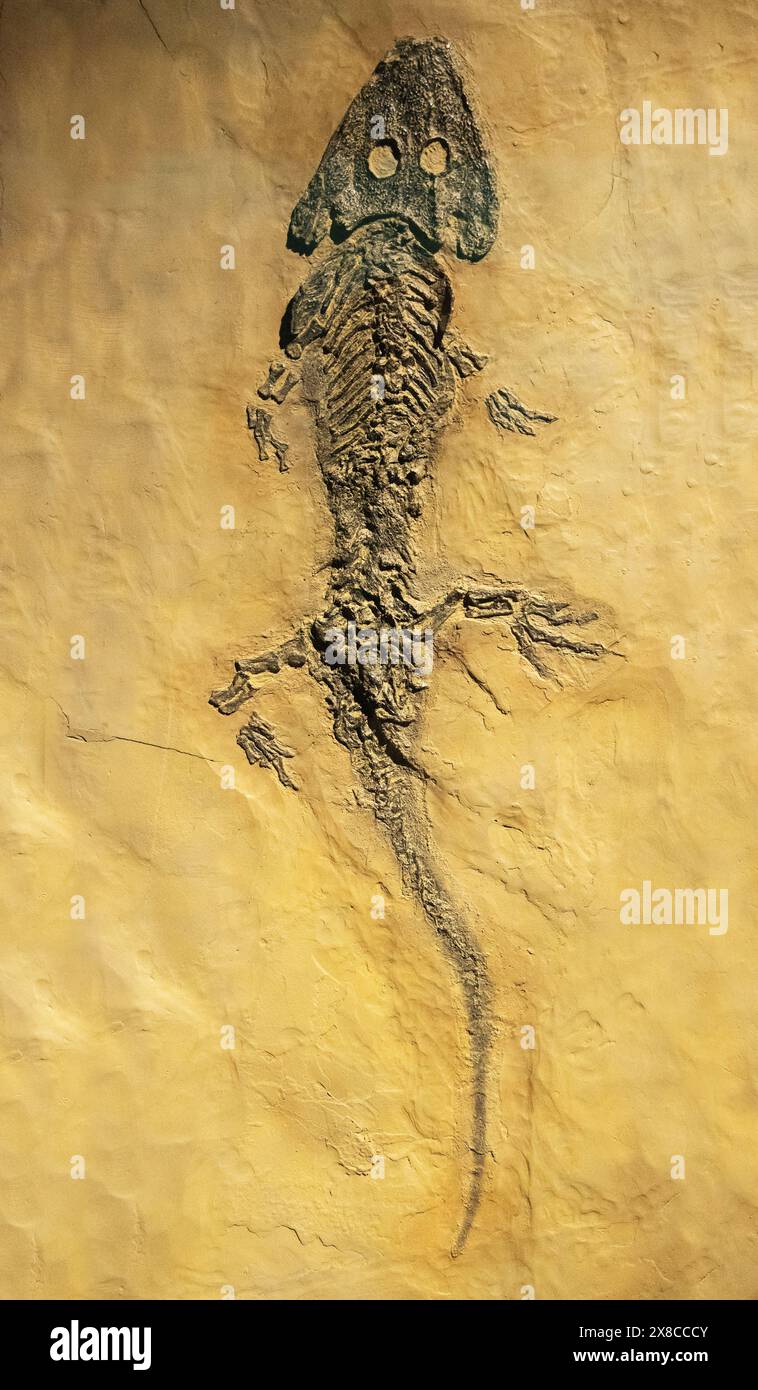 Squelette fossile d'amphibien éteint de Sclerocephalus haeuseri, datant de la période Permienne, il y a environ 275 milions d'années, Allemagne. Banque D'Images