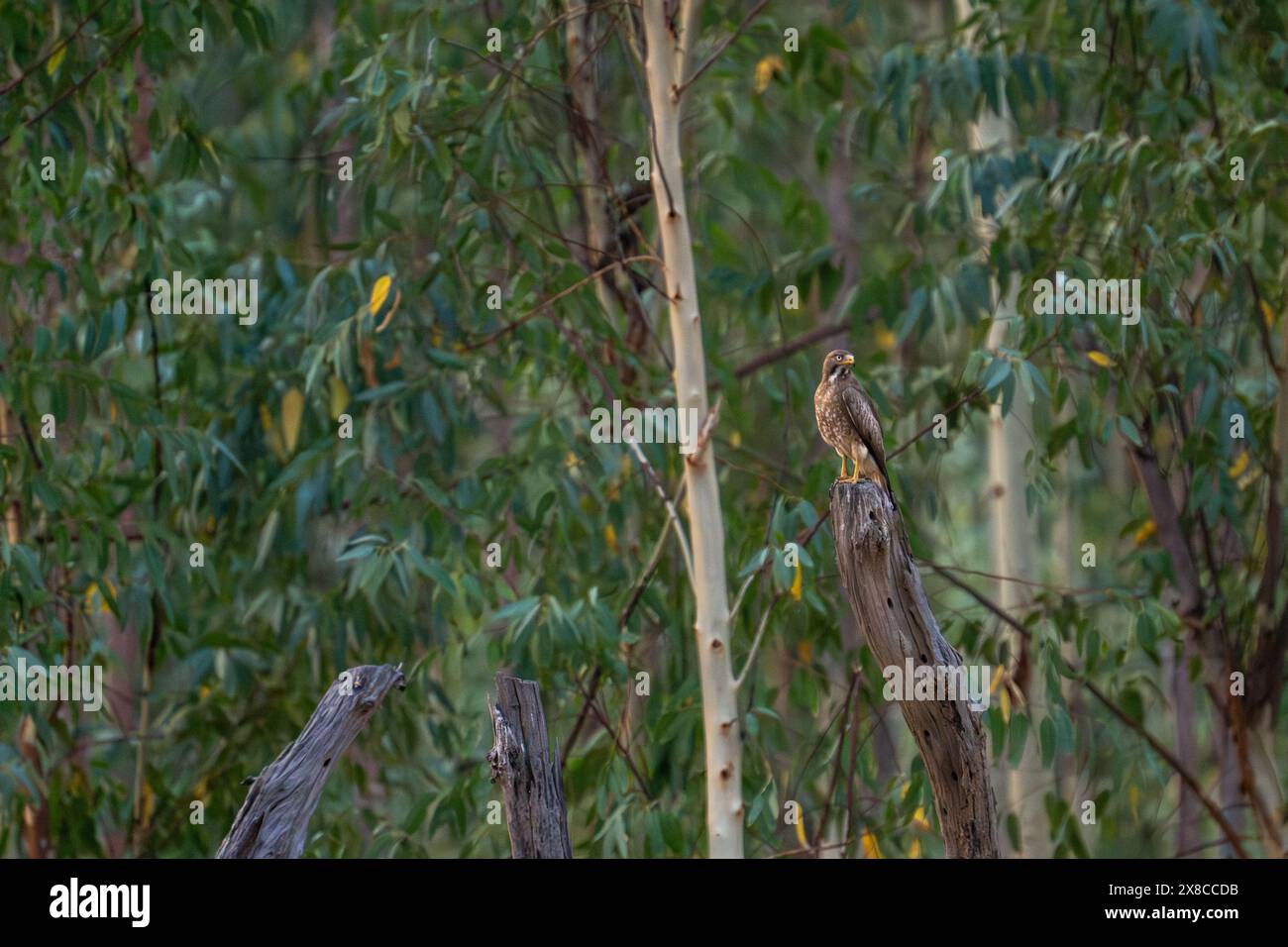 White-eyed Butastur teesa (Buzzard) Banque D'Images