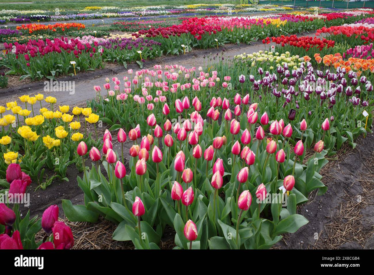 Jardin de bulbes de fleurs avec tulipes à Julianadorp, pays-Bas Banque D'Images
